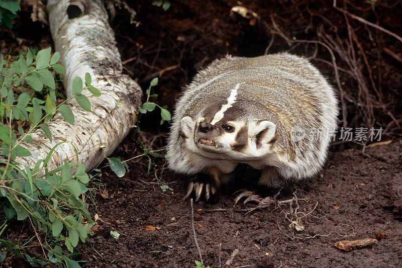 美洲獾(Taxidea taxus)是一种外表与欧洲獾相似的北美獾。黄鼠狼科，鼬科。Kalispell、蒙大拿。